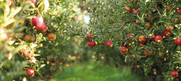Les arbres fruitiers : les choisir, les planter